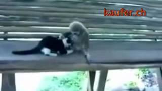 Affe und die Katze   Sehr lustiges Video