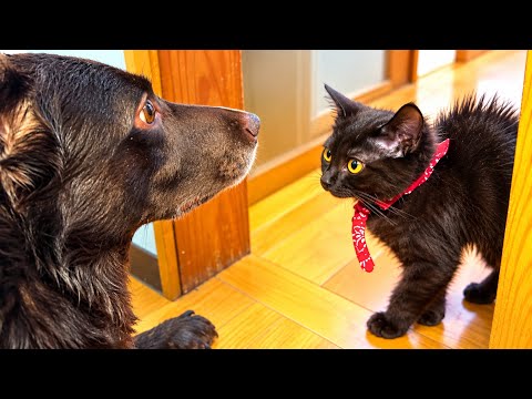別人になったワンコを見た子猫の反応が意外すぎた