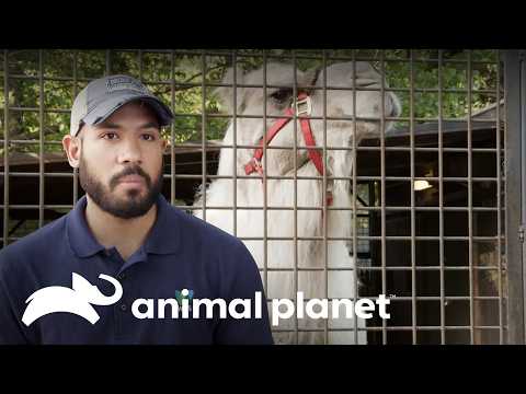 Zoo mourns the loss of beloved camel Max | The Zoo | Animal Planet Brazil