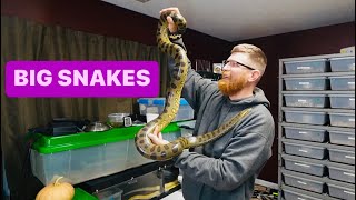 BIG SNAKES !!!!  Beautiful BURMESE PYTHON , 2 - GREEN ANACONDA'S .. my Favorite REPTILES !!!