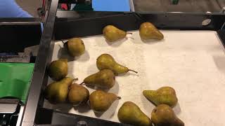 Sims Manufacturing - Semi-Automatic Poly Bagger (PB-3).  Running Bosc Pears at Naumes Fruit (2)