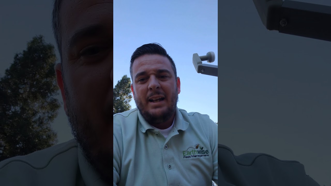 Rodent inspection: Sacramento Pest Control