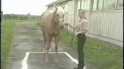 Young Horse Managment: Teaching a Horse to Stand Square