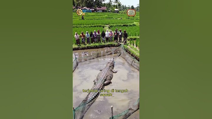 😱Geger! Buaya Raksasa Tertangkap di Tengah Sawah Warga!