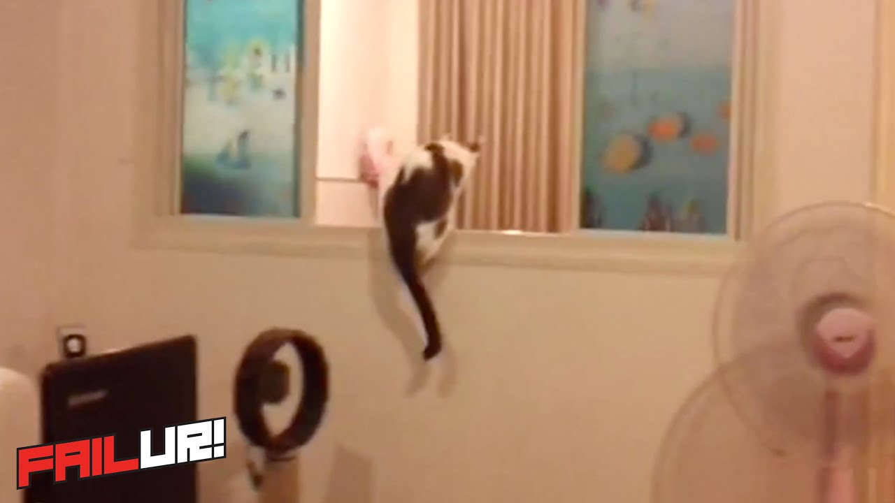 Insane Flying Cat Fail | FAILur