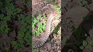 cheakerd keelback non venomous snake releasing at jungle #snakes #rattlesnake #worldsnake #snakelogo