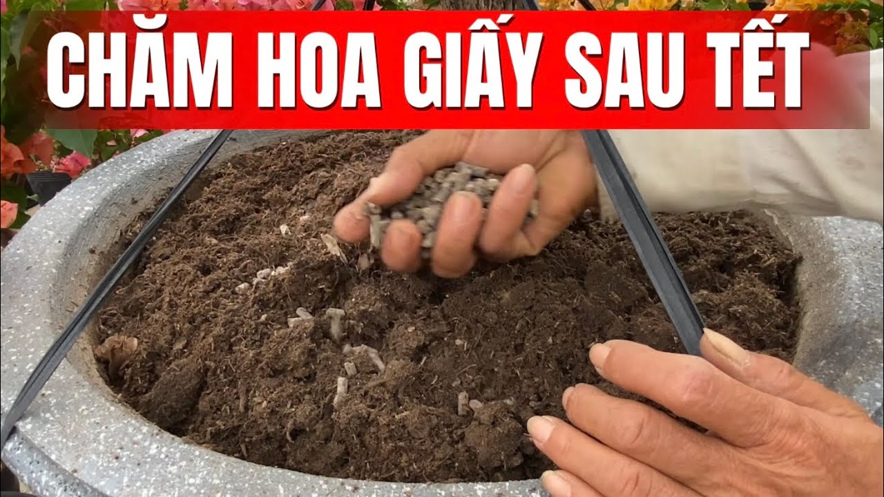 Chăm hoa giấy sau Tết Nguyên Đán 