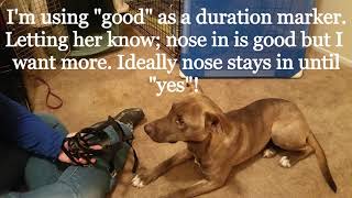 Muzzle Conditioning - Day 1 with Daisy