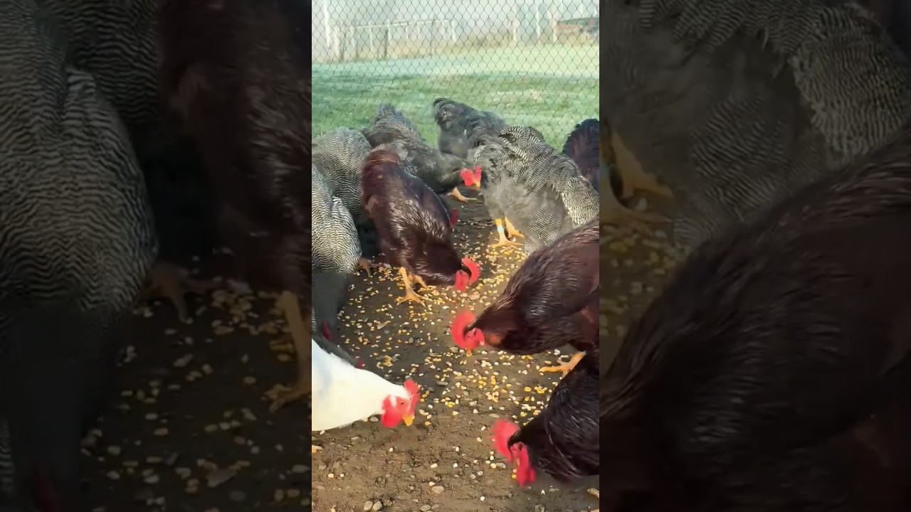 Rhode island red chickens 🥰 