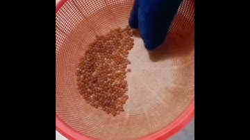Slow belt color sorter for pearls sorting orb sorting