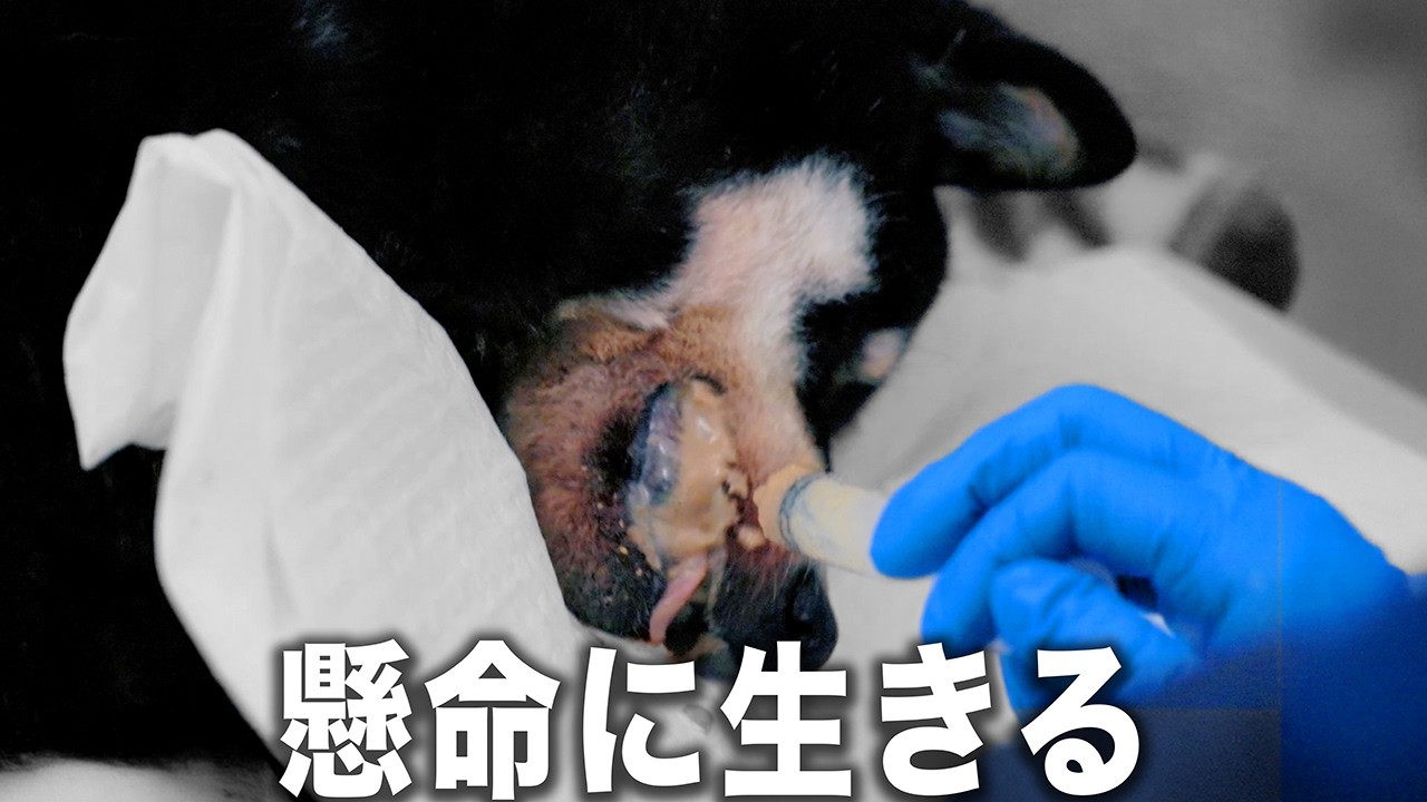 Zero Euthanasia] What happens when a large number of animals are