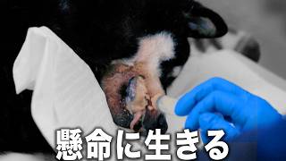 【殺処分0】愛護センターから大量に保護したらどうなる？家族が見つからなかったら？保護団体の介護施設に密着してみた結果...