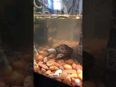hatchling en francais Baby diamondback Terrapin 2