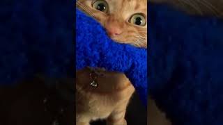 魚をくわえた猫さん