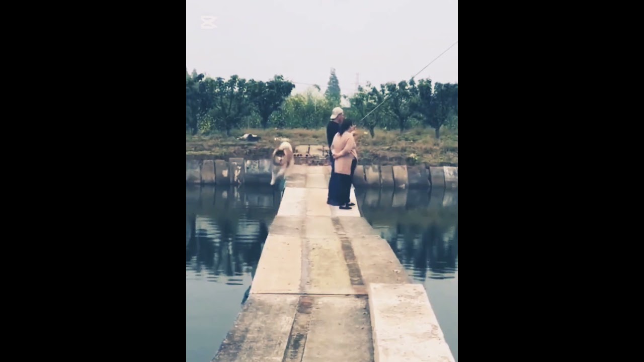 Gorgeous cats & dogs