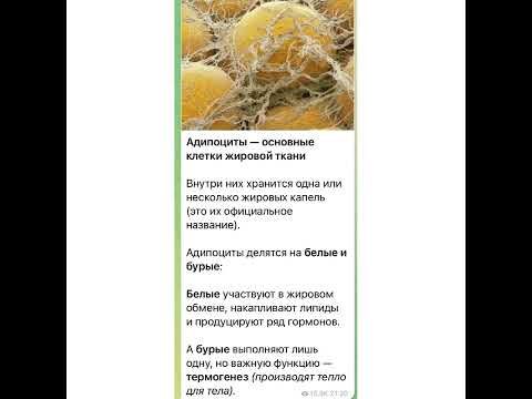Медицина: Адипоциты/04.01.22
