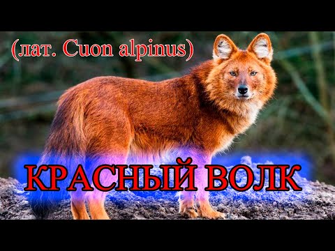 Красный волк (лат. Cuon alpinus) - красивое и опасное животное, занесённое в Красную книгу!