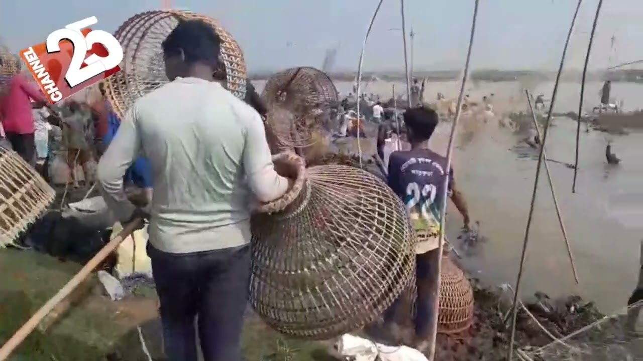 বানিয়াচং উপজেলার সুবিদপুর ইউনিয়নের আতুকুড়া বড়আন বিলে ঐতিহ্যবাহী পলোবাইছ শুরু হয়েছে