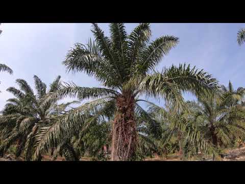 Видео: Маслена палма къде расте?