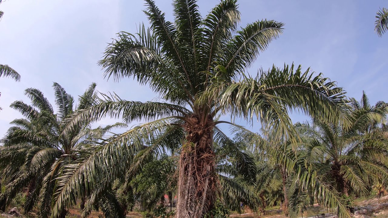 Маслена палма /Elaeis guineensis/