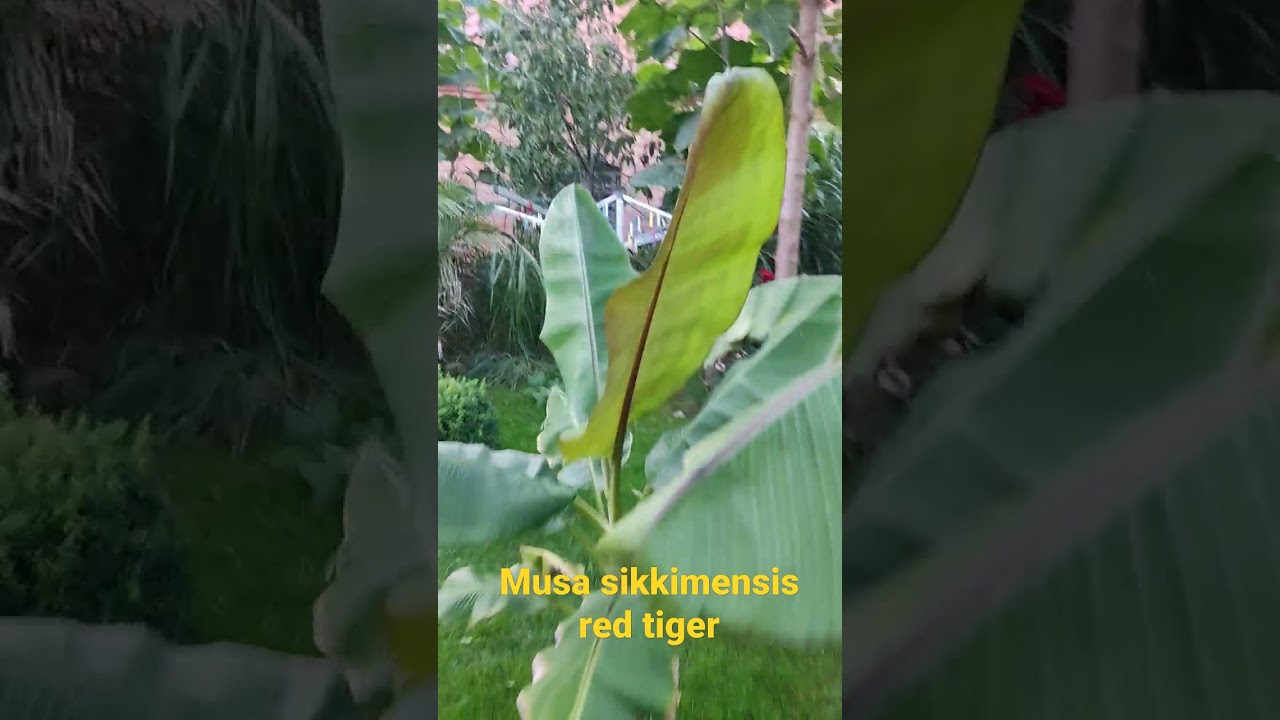 Musa sikkimensis red Tiger . Bananowce w Polsce.