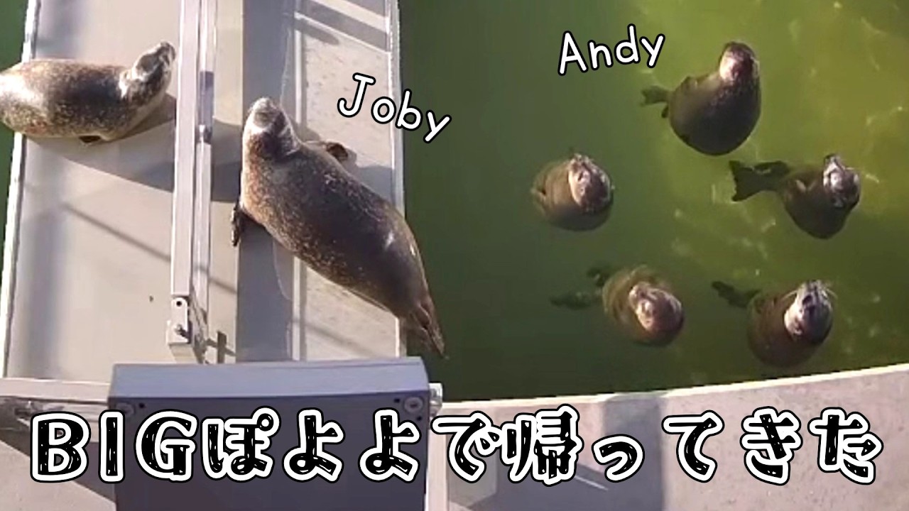 立派なぽよよになって再進級したAndyとJobyおめでとう【アザラシ幼稚園】