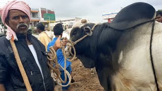 Bigsize 6teeth Ongole Bull in Devarakadra market-mila gitta