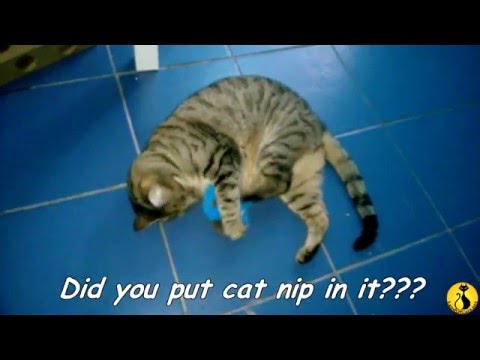 funny cats sleeping in weird positions compilation 2014 funnyplox Cats Valentine's Day!