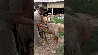 Speedy Shearer Makes It Look Illegally Easy