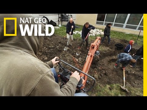 nat geo wild logo Beyond the Pond: Getting Schooled | Pond Stars