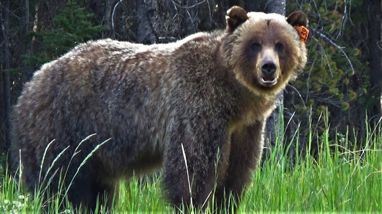 Grizzly Bear Behavior: From Playful to Vicious