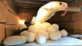 Closeup of the rare albino king cobra laying eggs  Harvesting cobra eggs in the 2023 crop.