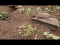 Bergung eines T34 durch einen T55TK, rc panzer 1:16