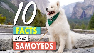 10 Facts About Samoyeds