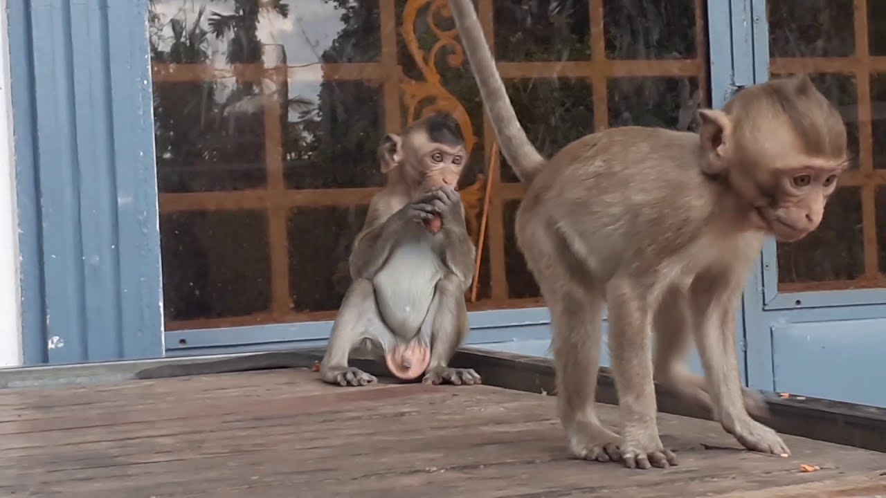 Baby Monkey Apollo & Drew Apollo play on the tree with Drew - YouTube