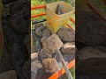 Do you have a pokey stick for rocks? 7.11.25