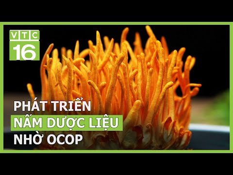 Phát triển nấm dược liệu qua chương trình OCOP | VTC16