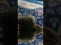 no frog