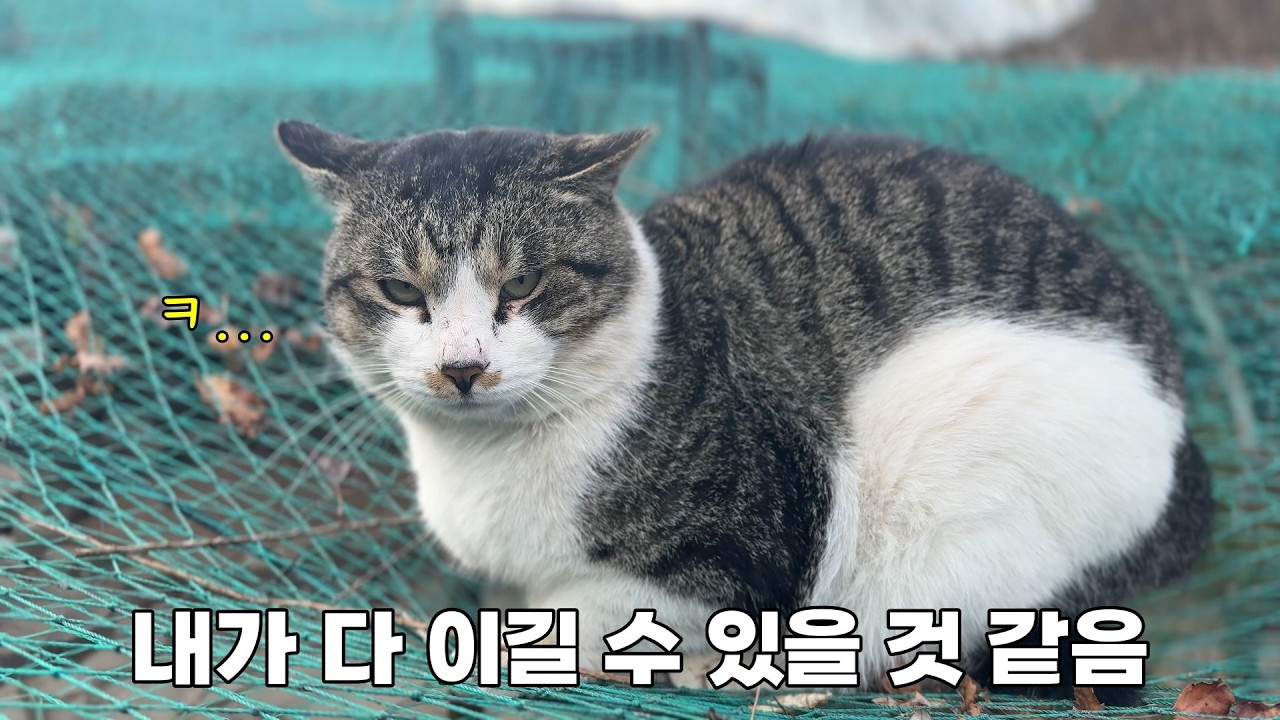 동네 대장냥이가 11냥이들의 집을 노리기 시작했습니다.