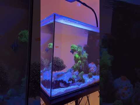 Down to just one tank after moving to our new home #reef #fish #reeftank #aquarium #saltwater #coral