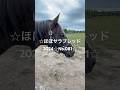 ☆タニノギムレット☆ほぼサラブレッド2024☆No.081☆9月14日☆ #タニノギムレット #taninogimlet #horse #馬 #サラブレッド
