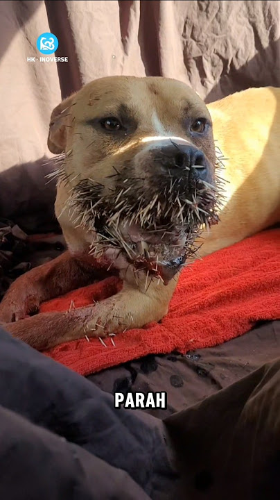 Don't Touch Porcupines! This Is What Happens If Their Spines Get Stuck in Your Body! 😱🦔