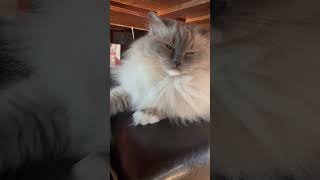 Stoic cat 🐱 #cat #cuteanimal #kitten #cutecat #cute #cutepet #kitty #whitecat #ragdollcat