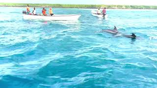 Zanzibar dolphin tour - 4K HDR