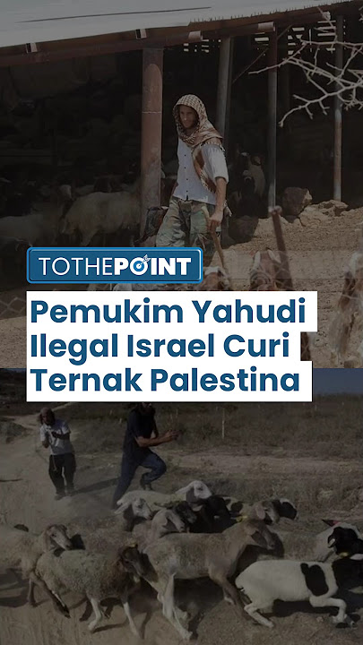 Ratusan Domba Warga Palestina di Tepi Barat Dicuri Pemukim Ilegal Yahudi, Tentara Israel Menyiksa