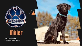 Breaking Bad Puppy Habits | Labrador Retriever by Team JW Enterprises 582 views 1 day ago 6 minutes, 19 seconds