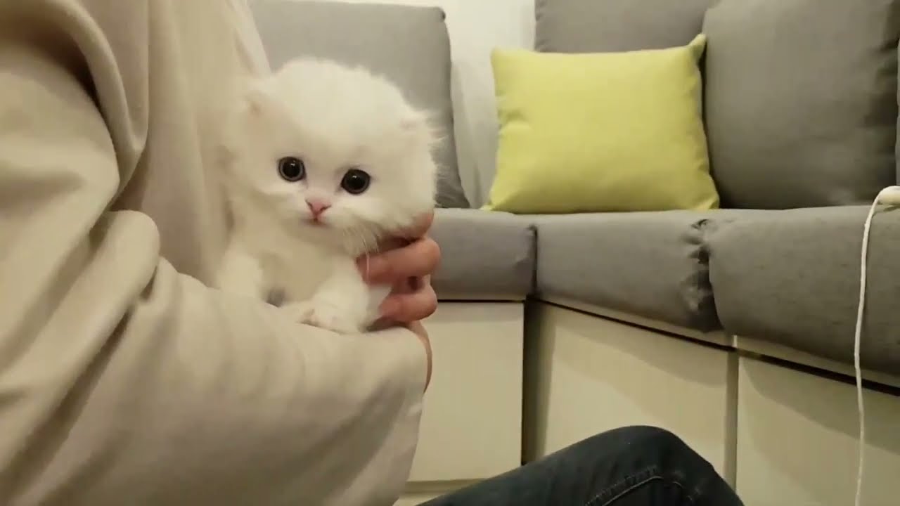 Munchkin Kitten showed off jumping ability 🐈👍😍 YouTube