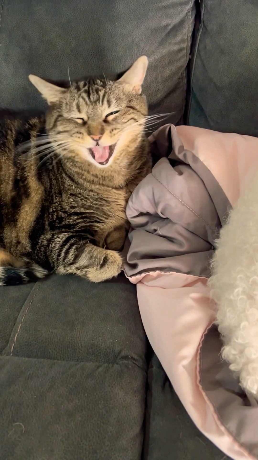 I think Penny loves me! Every day! #talkingcat