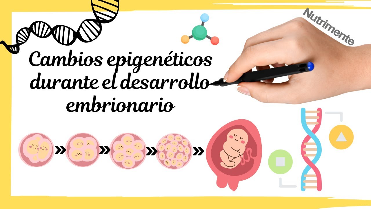 Cambios EPIGENÉTICOS durante el DESARROLLO EMBRIONARIO