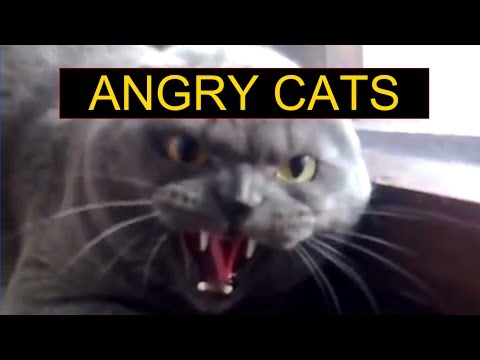 angry-cats-compilation---funny-cats-compilation